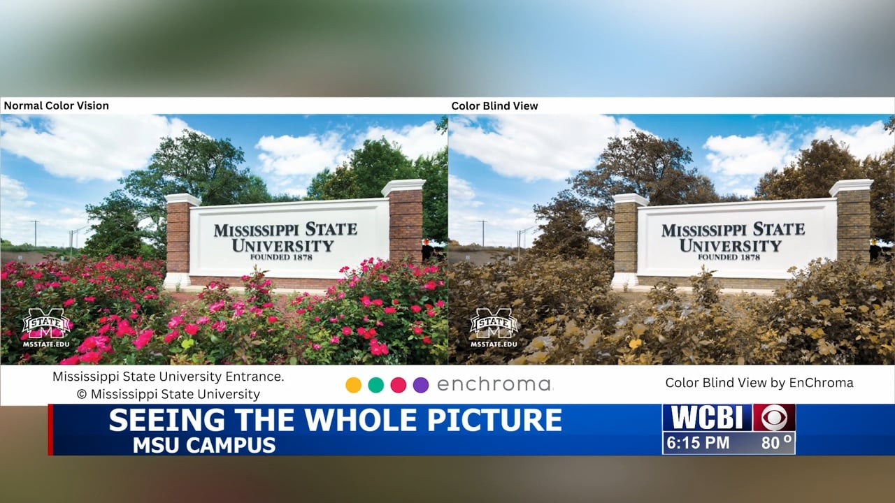 MSU, EnChroma partnership launches initiative to help color blind students - Vimarsana News