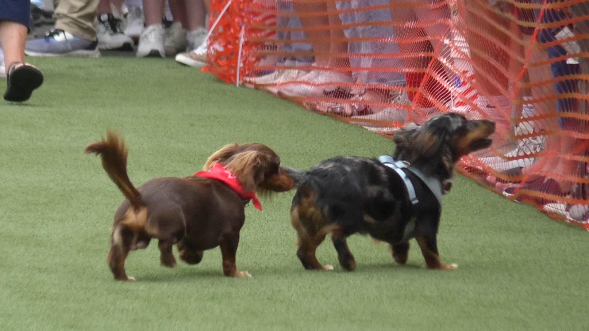 Dachshund derby raises funds for Oktibbeha County Humane Society - Vimarsana News