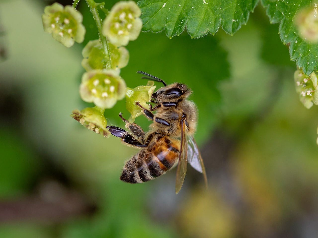 Mississippi State abuzz with activity for World Bee Day - Vimarsana News