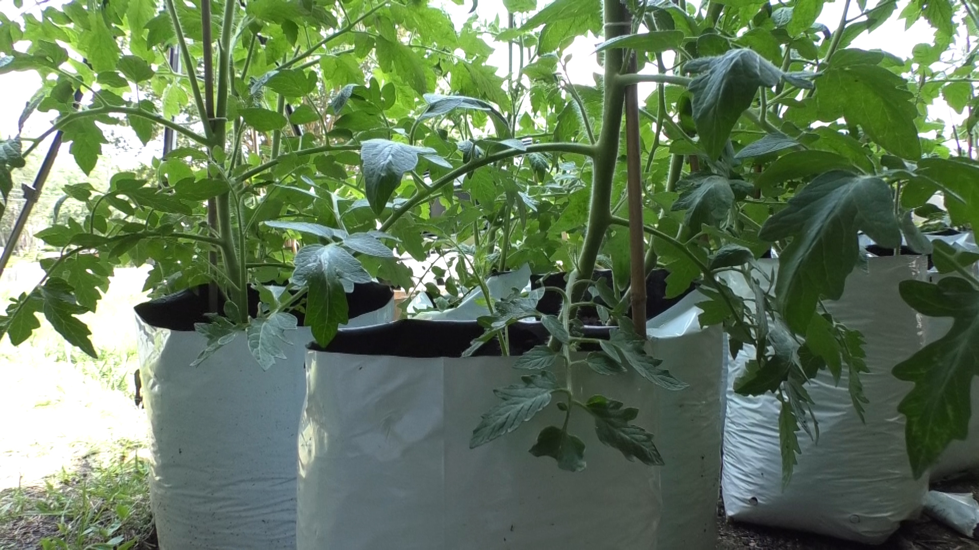 Local gardener looks to help feed Columbus community - Vimarsana News