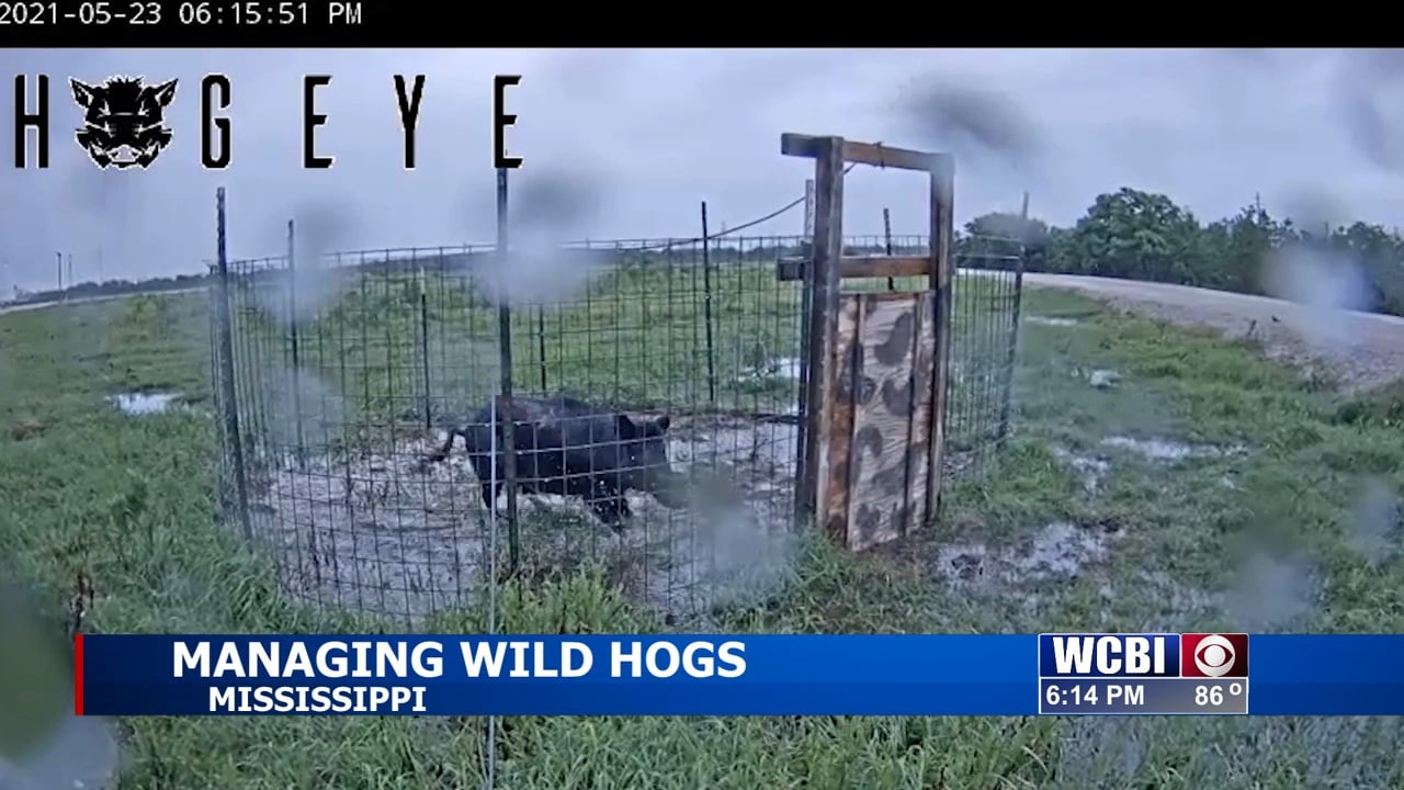 Mississippi Department of Agriculture and Commerce offers a solution to hog problems - Vimarsana News