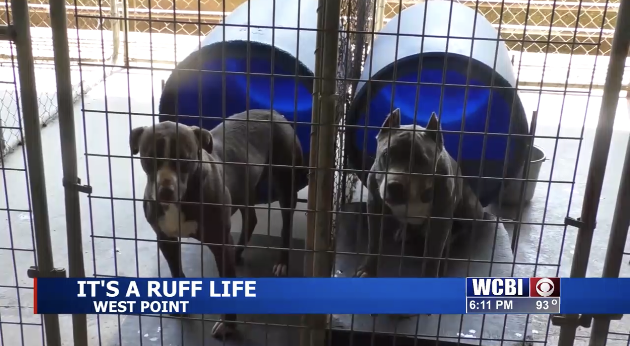 Overcrowding poses major issue for local animal shelter - Vimarsana News
