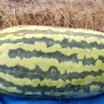 Monster Melon 2