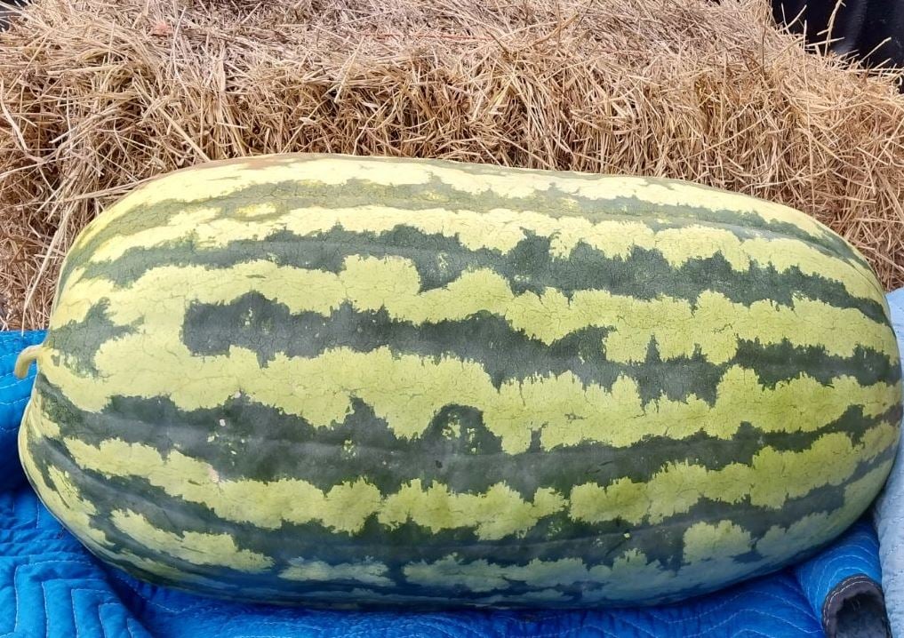 Monster Melon 2