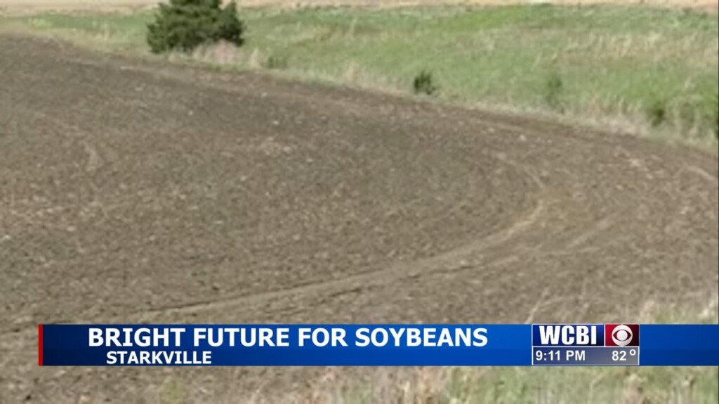 Early Soybean Crop In Starkville Looks Good As It Nears Harvest