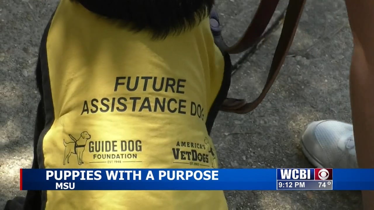 College students help train future service dogs at Mississippi State - Vimarsana News