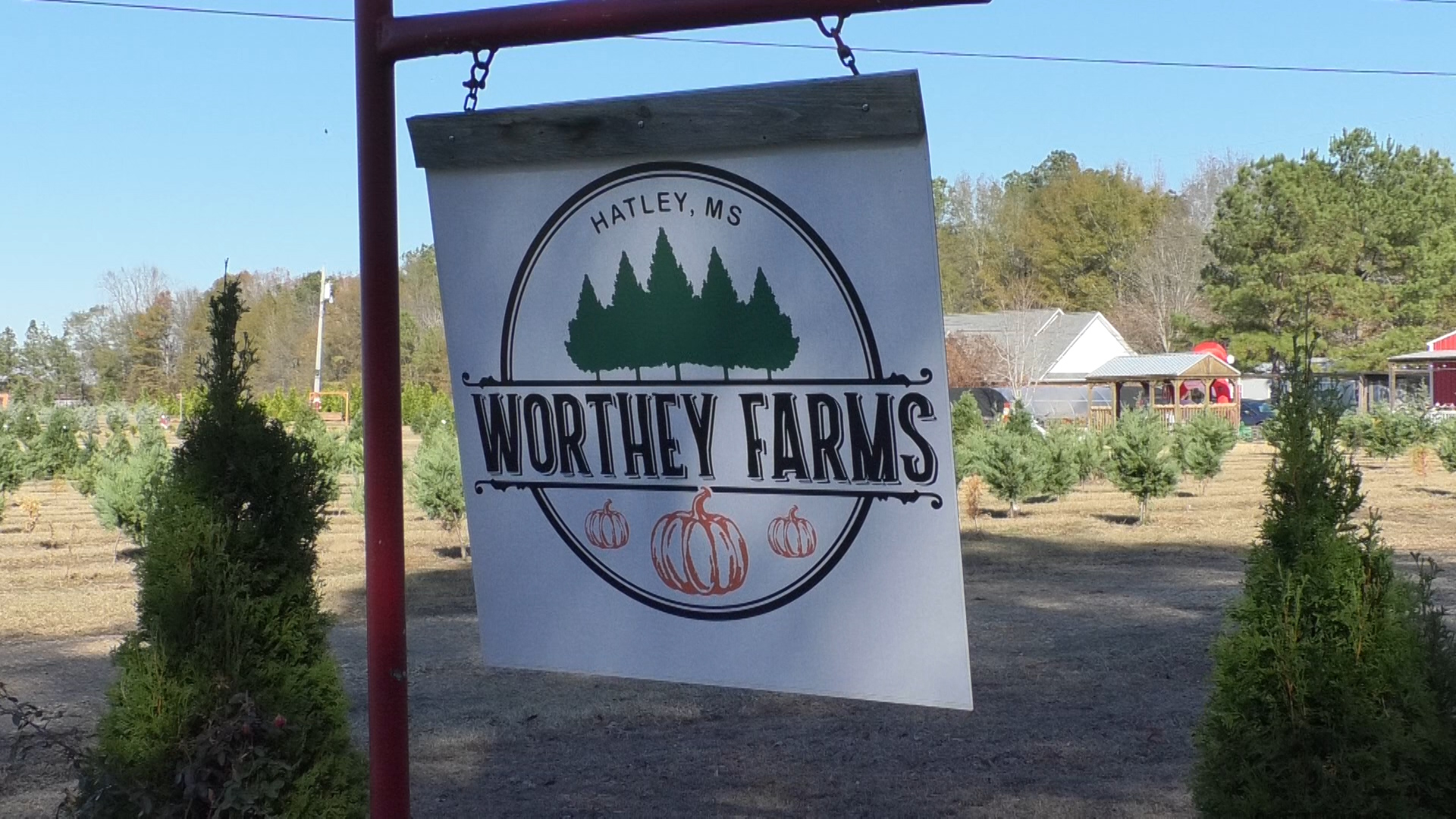Star of the show: Local Christmas tree farm gears up for holiday season