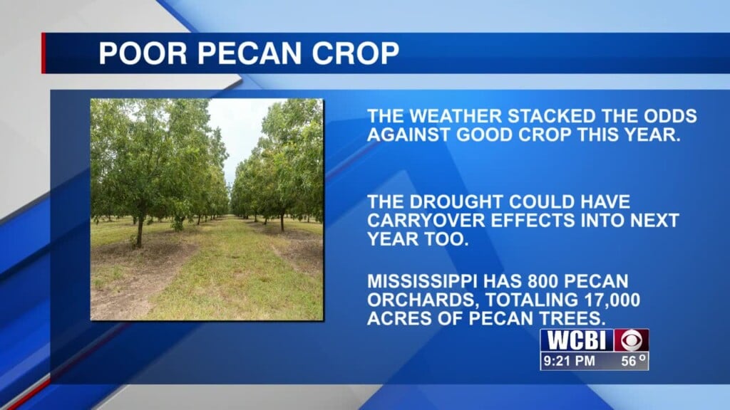 Drought Calls For Poor Pecan Crop For Mississippi In 2023