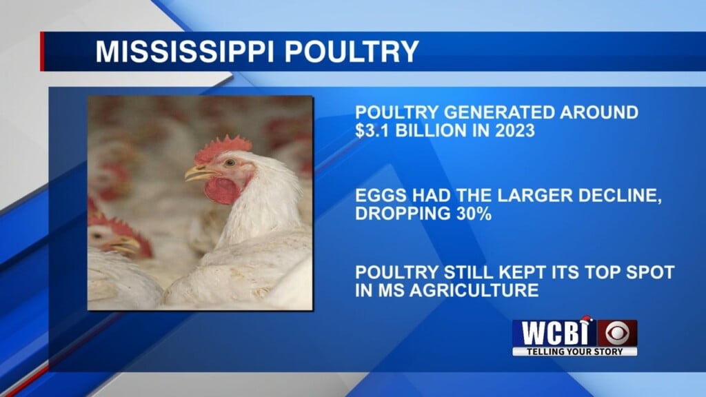 Mississippi’s Poultry Took An Estimated 23% Loss In Value In 2023