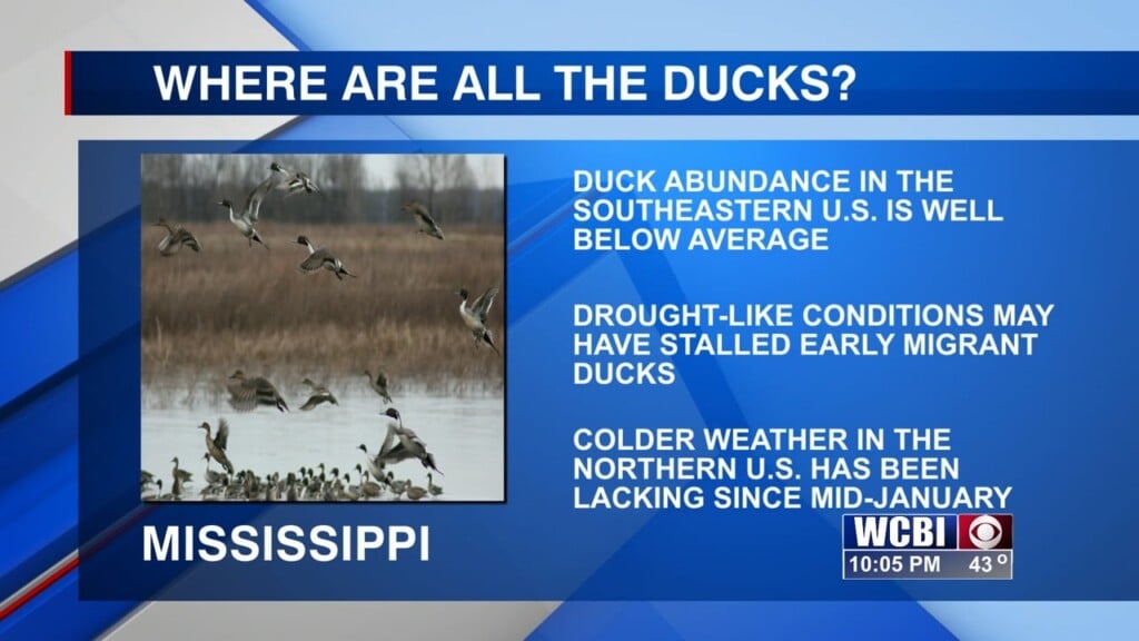 Winter Weather Affects Abundance Of Ducks In Mississippi
