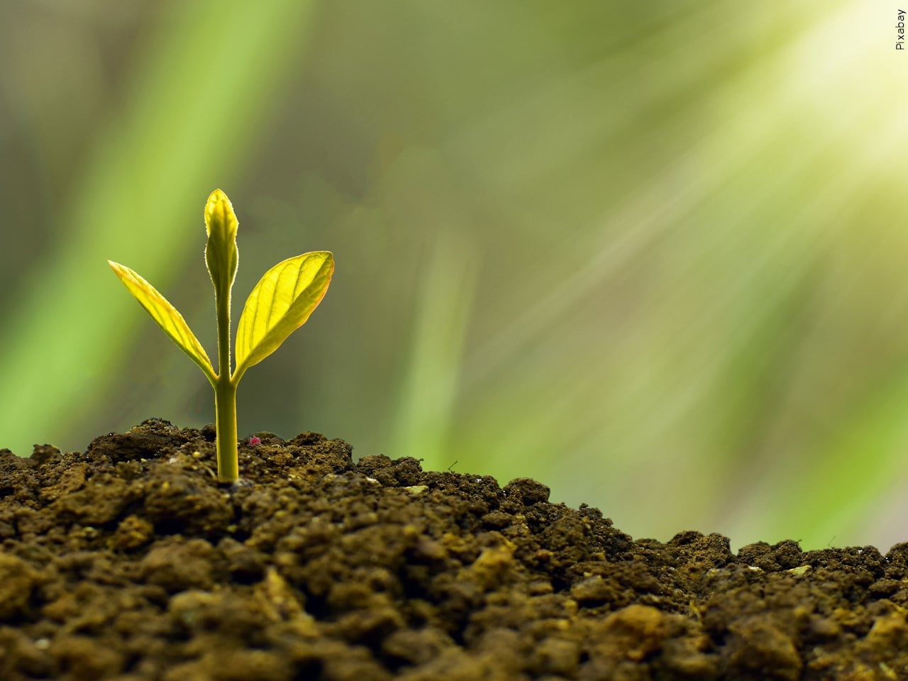 Starkville Garden Club plants trees to celebrate state Arbor Day - Vimarsana News