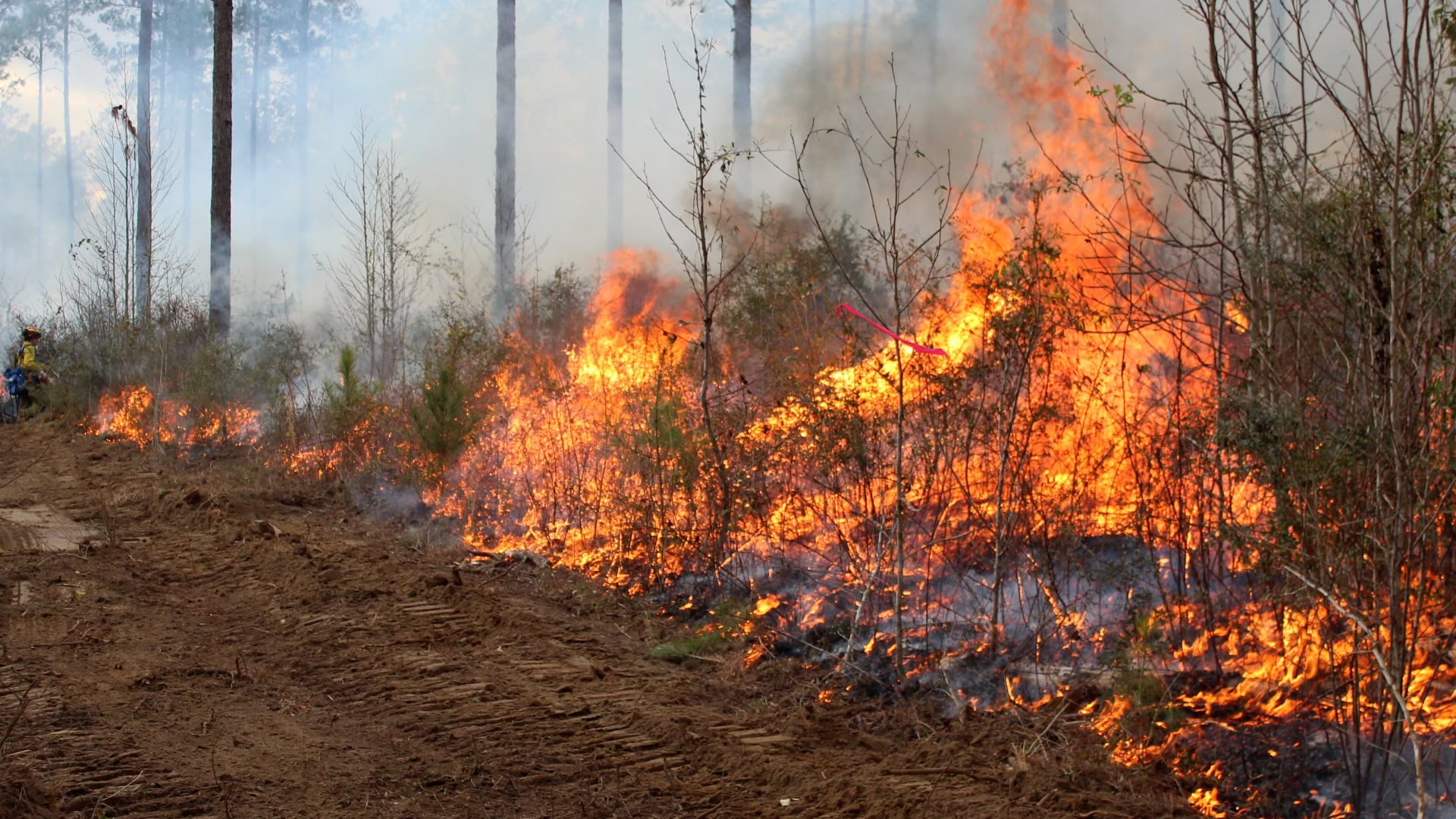 Several fires keep firefighters busy in the Golden Triangle - Vimarsana News