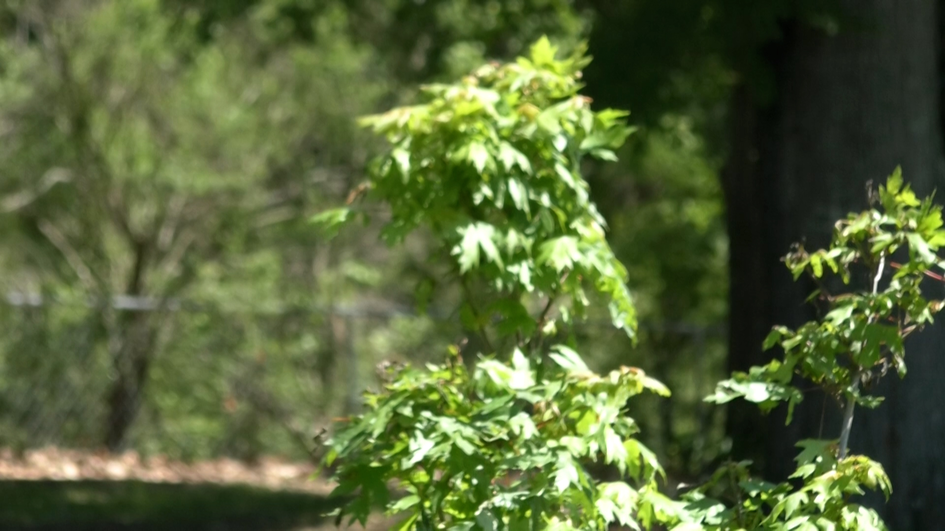Starkville Utilities, TVA, garden club spend Earth Day planting trees - Vimarsana News