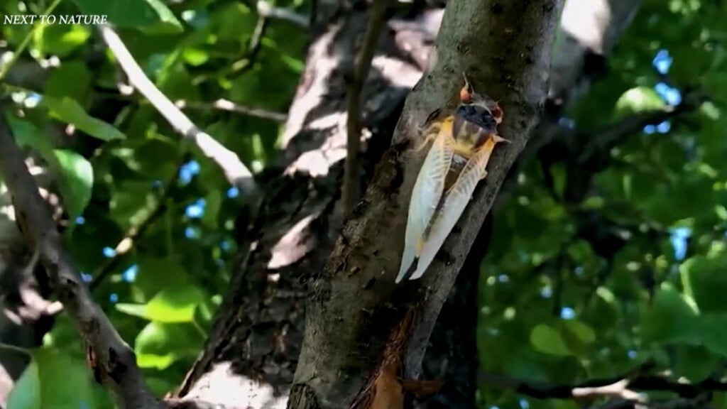 'Cicada-geddon': Big bug brood planning to emerge