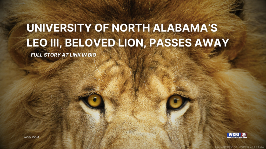 University of North Alabama’s Leo III, beloved lion, passes away