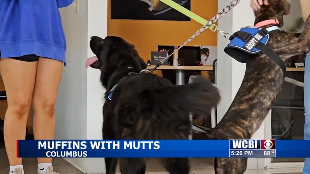 Muffins With Mutts: Clhs Hosts Event To Show Off Adoptable Dogs