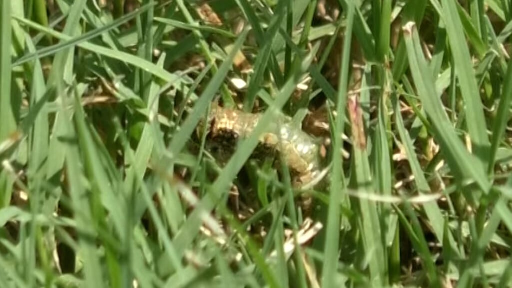Armyworms move in to wreak havoc on yards