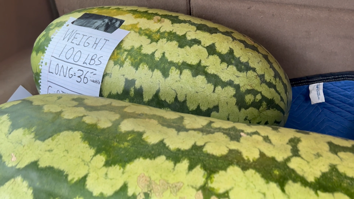 Caledonia Farmer grows two watermelons weighing over 100lbs