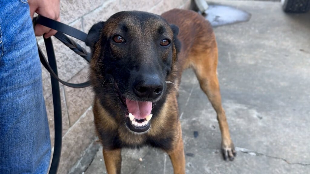 Police Department receives new K9 officer in Bruce