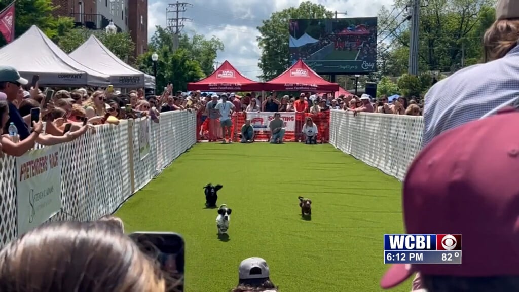 Starkville's Dachshund Derby gets Best Festival of the Year award