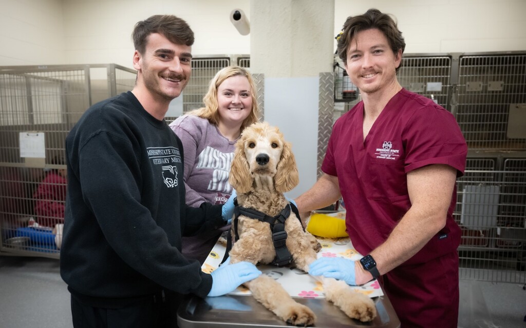 MSU veterinarians save puppy’s legs after Arkansas couple spends wedding funds for surgery