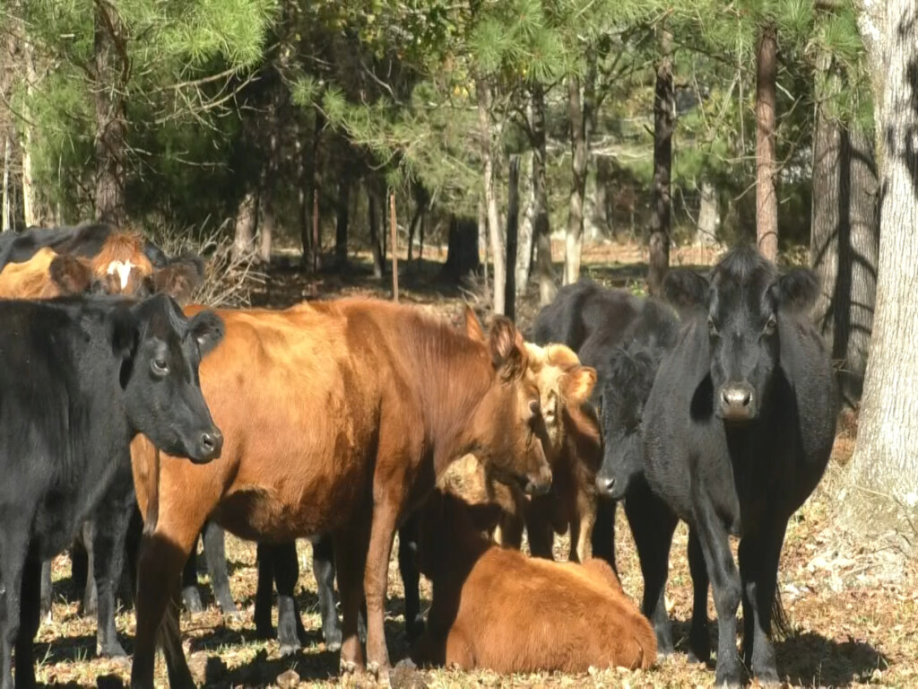 Local farmers address setbacks due to history of discrimination