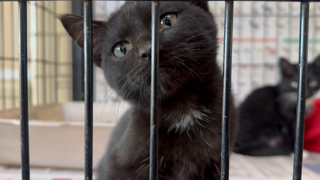 Giving pets as gifts may not be the best option this holiday season