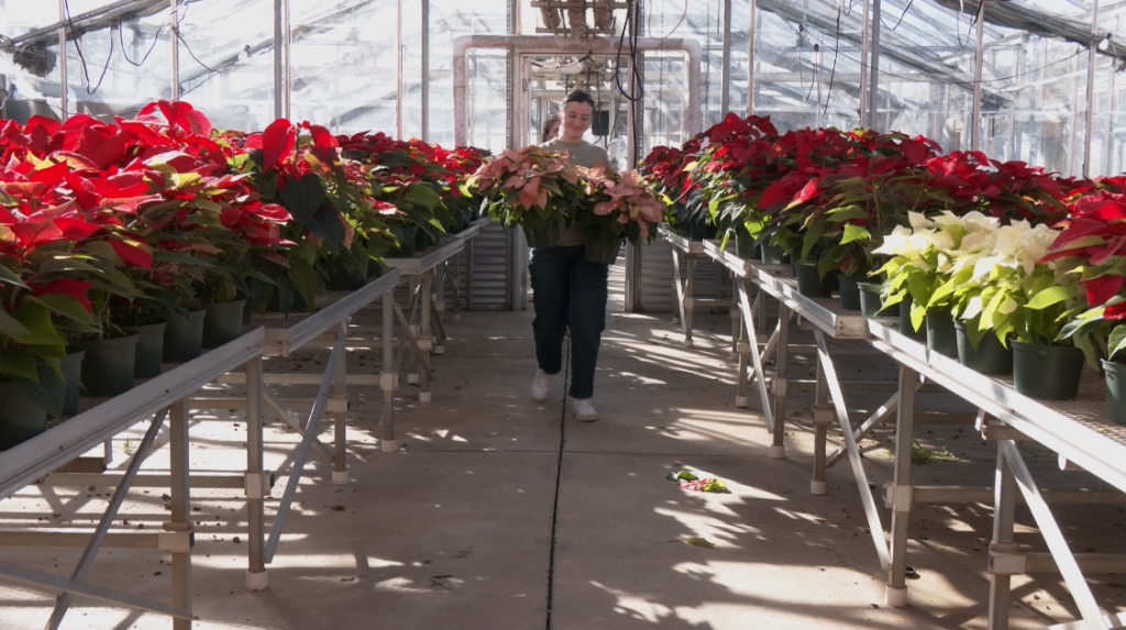 MSU gives hosts annual Poinsettia Sale in Starkville