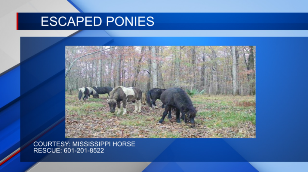 Clay Co. Horse Rescue works to herd ponies back to home