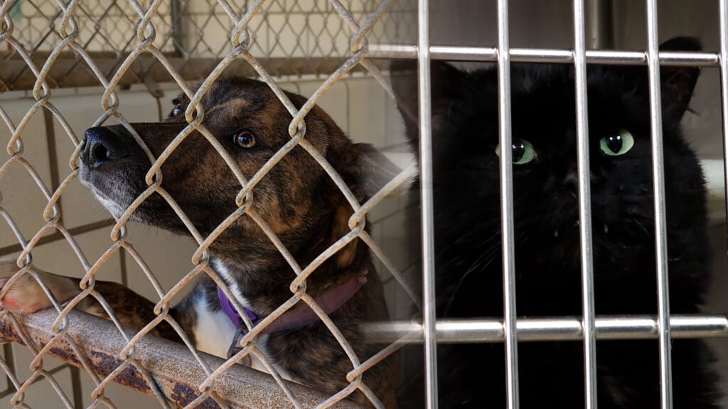 Dog Behind Chain Link With Its Snout Sticking Through And Black Cat In Cage