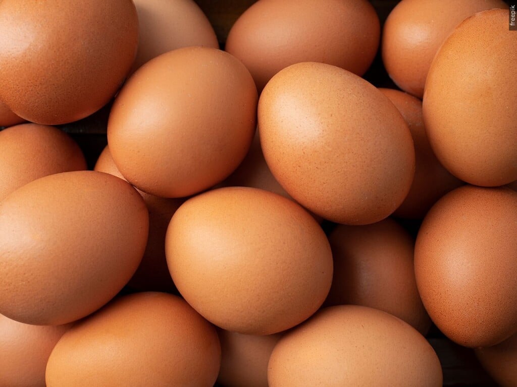 EGG