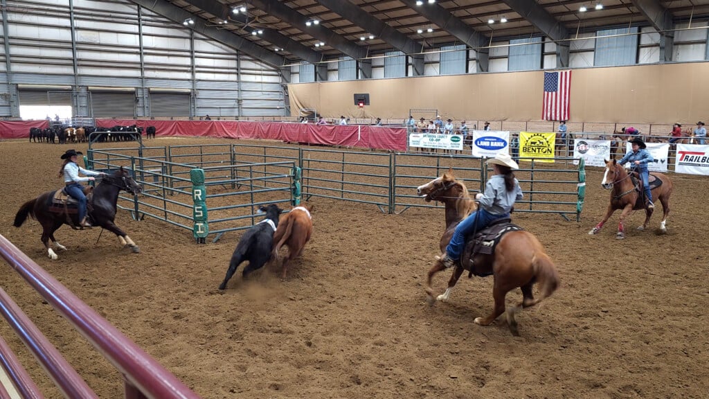 Three Women Herding Two Cows Into A Pen