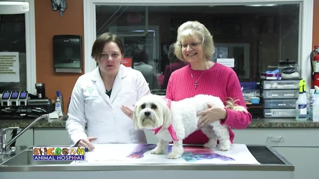 Animal Health (Stomach Problems) - 04/03/25