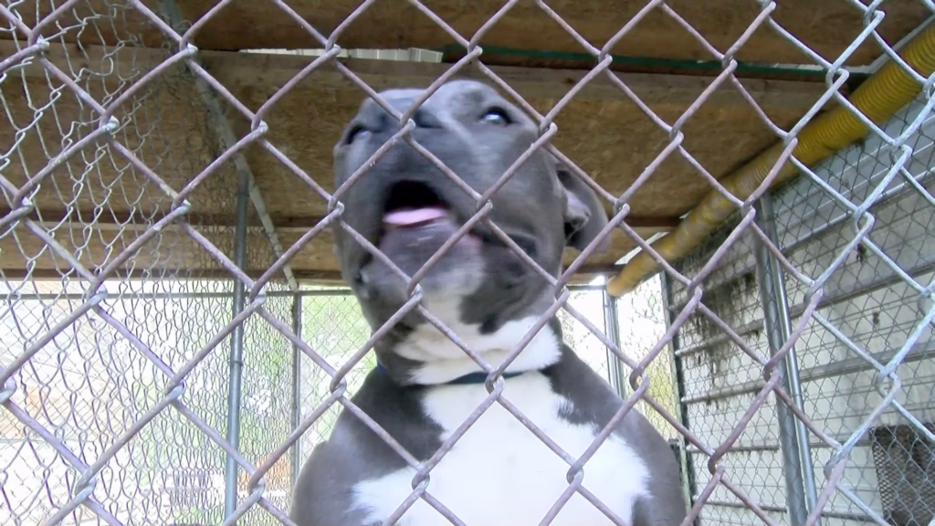 Baldwyn strives to keep up with increase in stray dog population