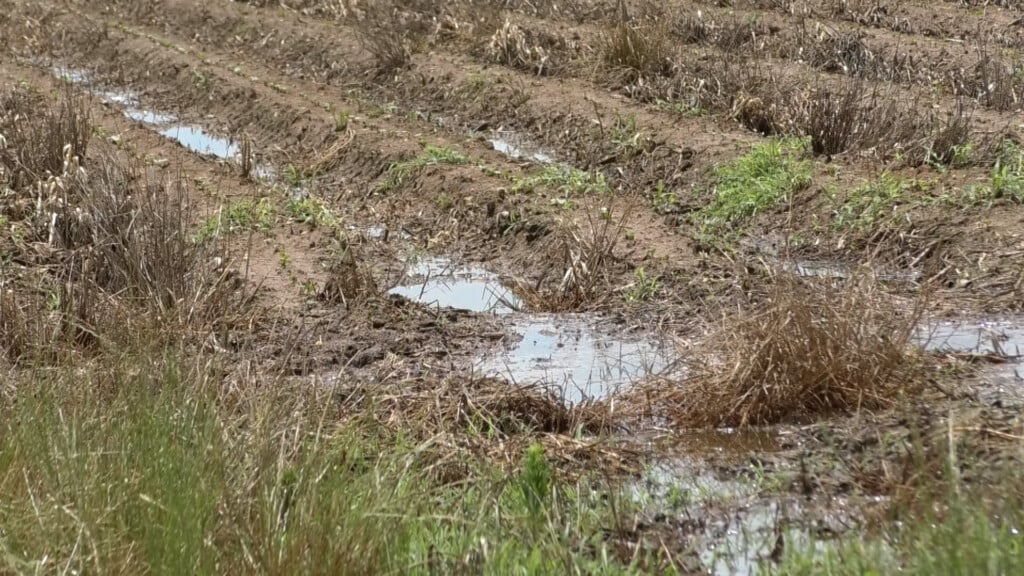 Farmers raise concern on their crops from recent heavy rainfalls