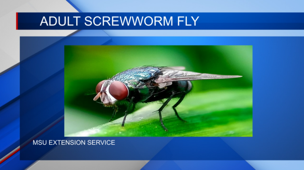 Small fly prompts concern across the state of Mississippi