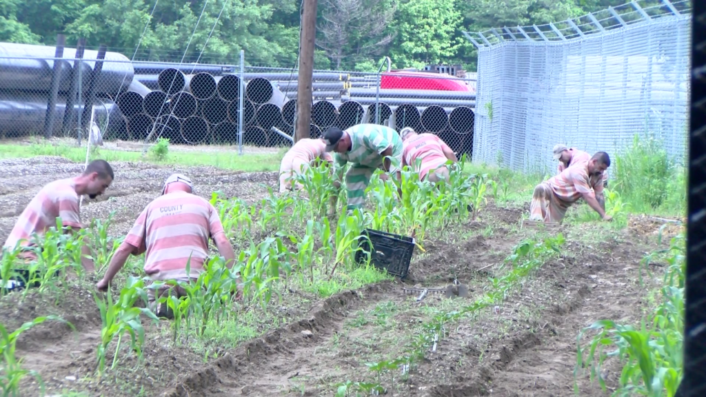 Itawamba Jail serves taxpayer savings and inmates benefits with garden