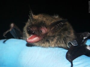 Bat