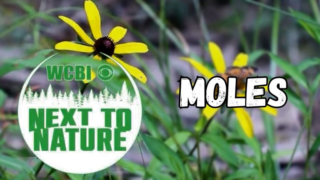 Next to Nature (Moles) - 05/28/2025