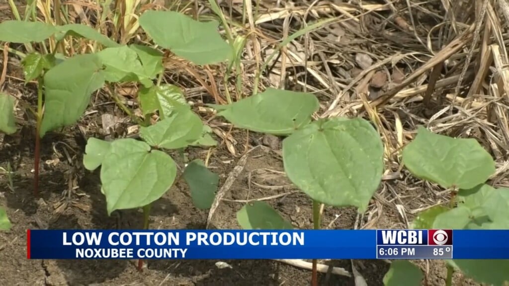 Severe weather pushes cotton production back in Mississippi