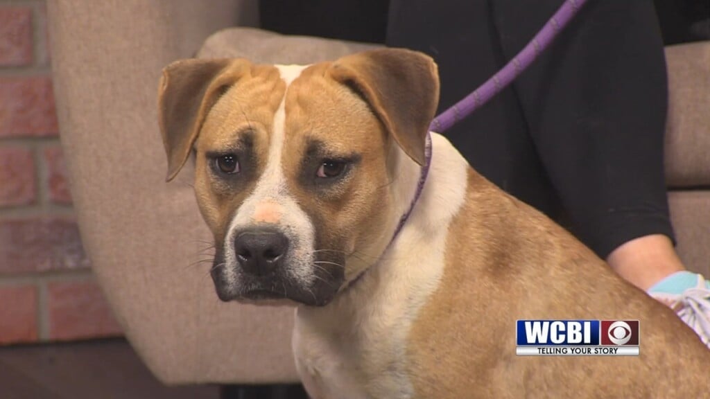 Pets Without Partners (savanna) 06/06/25