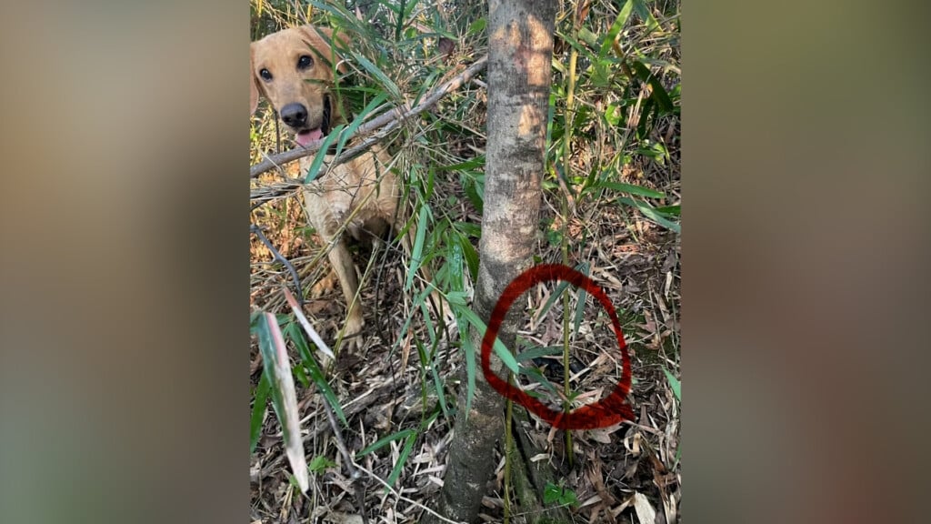 Su Lee County K9 Vo00 01 10 24still001