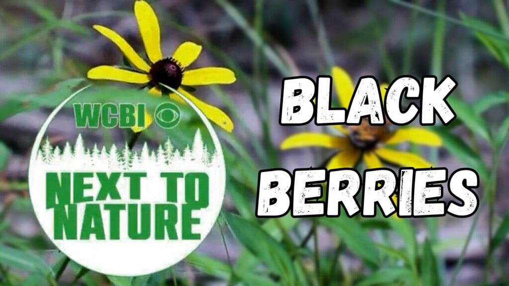Next To Nature (Blackberries) - 06/11/2025