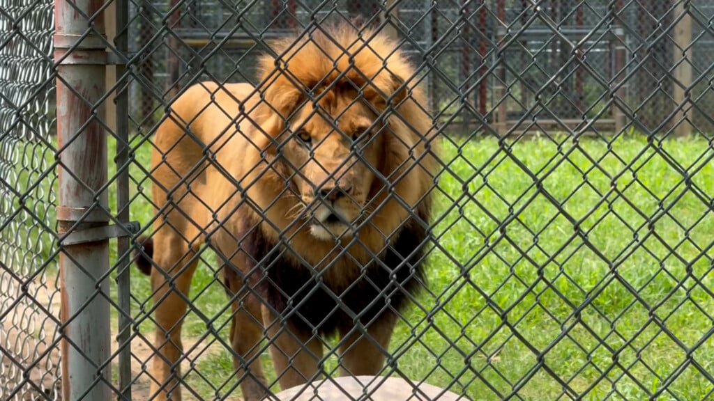 Cedar Hill Animal Sanctuary cleans up damage after severe weather