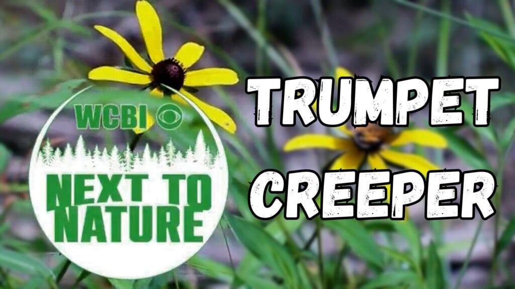 Next to Nature (Trumpet Creeper) - 06/25/2025