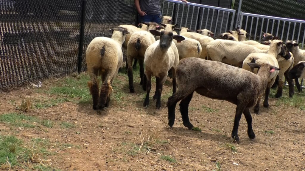 F Goat Conf Vo00 00 23 26still001