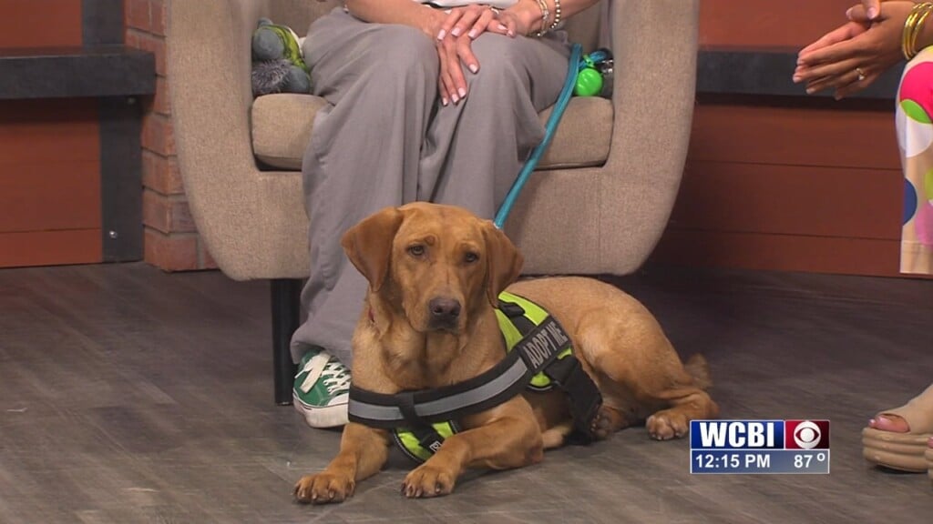 Pets Without Partners (goldie) 07/25/25