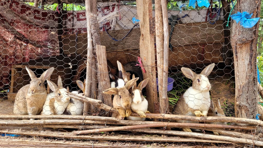 Bunnies