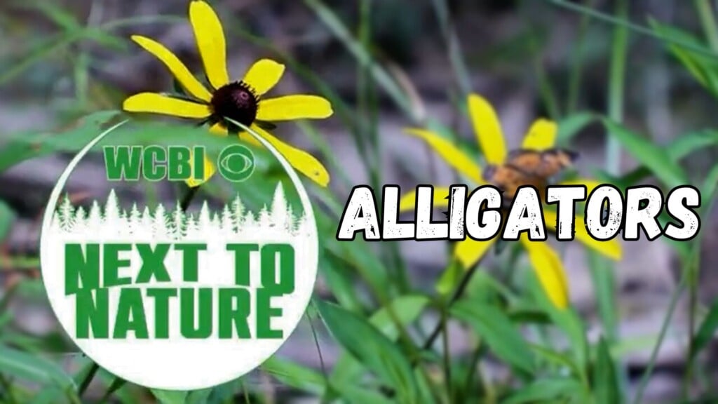 Next to Nature (Alligators) - 07/23/2025