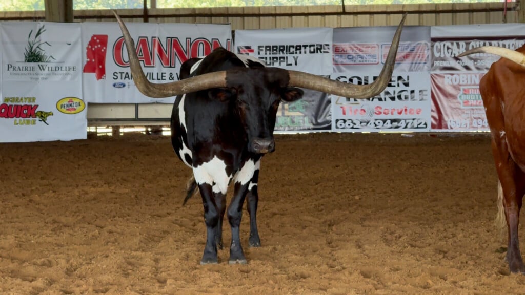 Rodeo